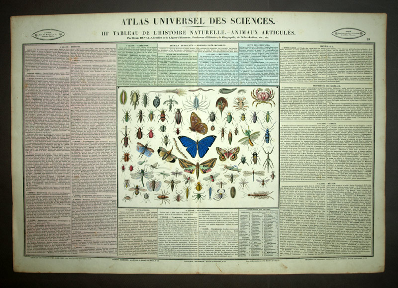 HISTORIA NATURAL DE ANIMALES ARTICULADOS GRABADO TABLA por Duval 1837 