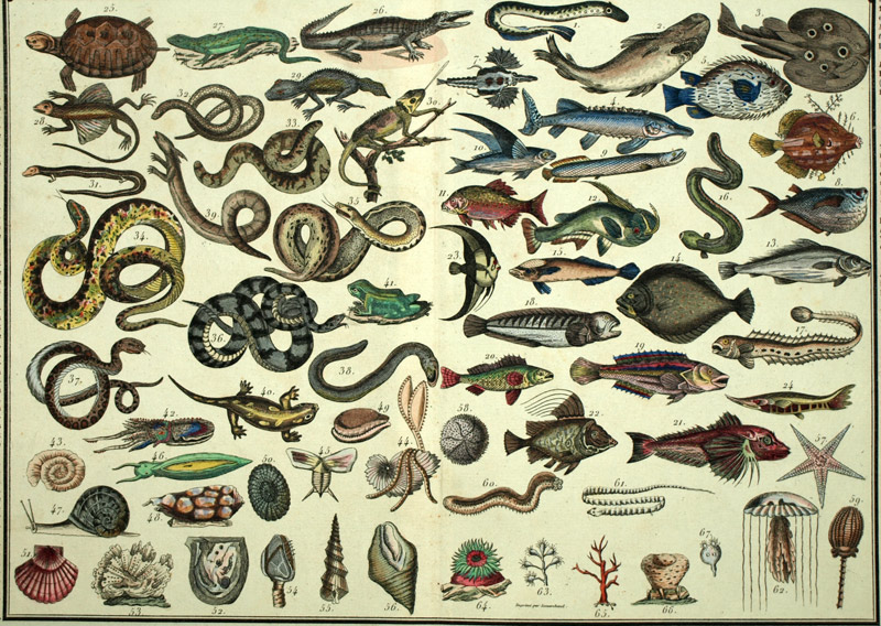 TABLEAU HISTOIRE NATURELLE DES POISSONS REPTILES MOLLUSQUES ET ZOOPHITES 1837 