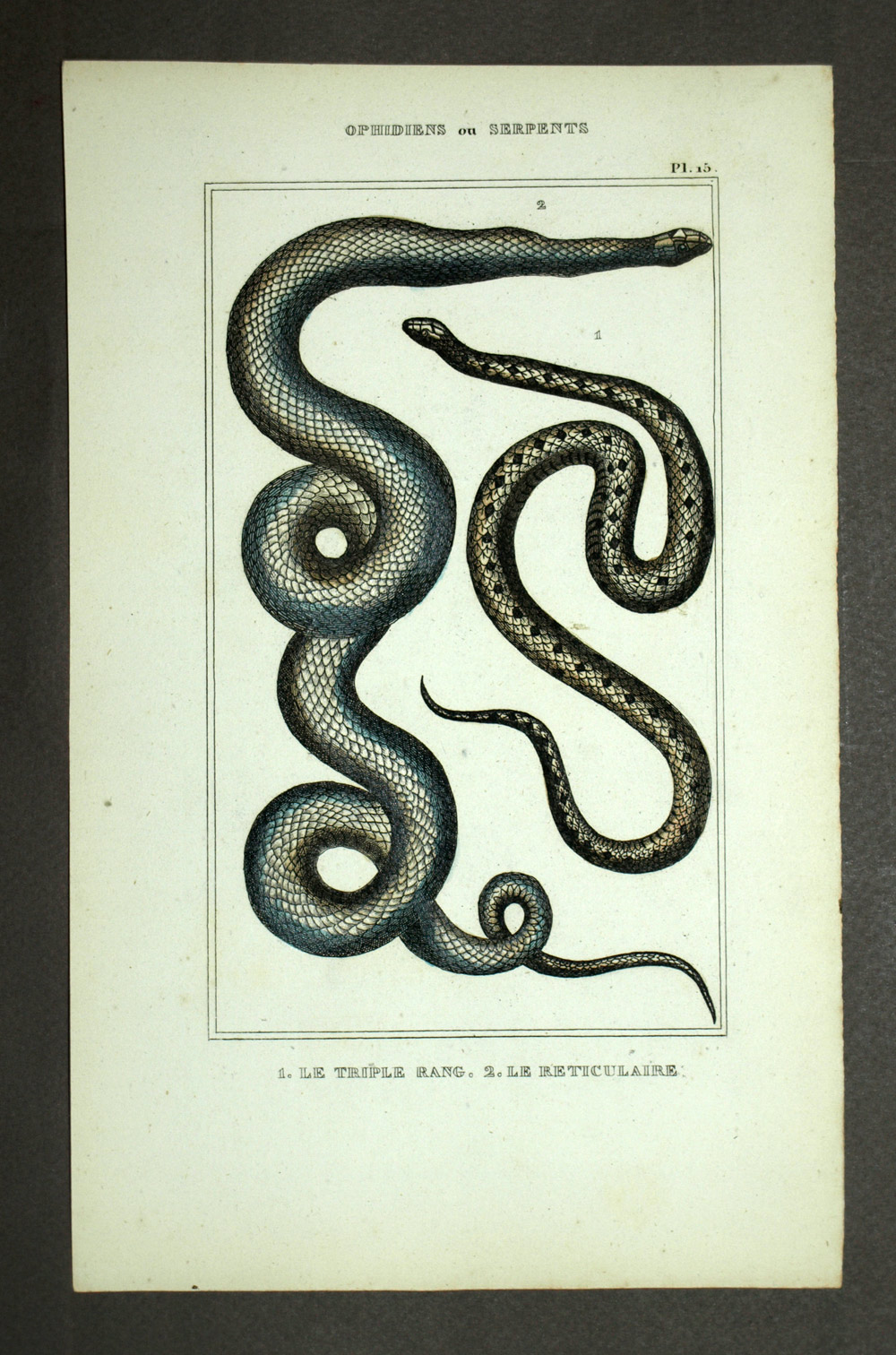 Le Serpent Arc En Ciel Ou Ndjamulji Et Lachesis Gravure Estampe 19eme Siecle Ebay