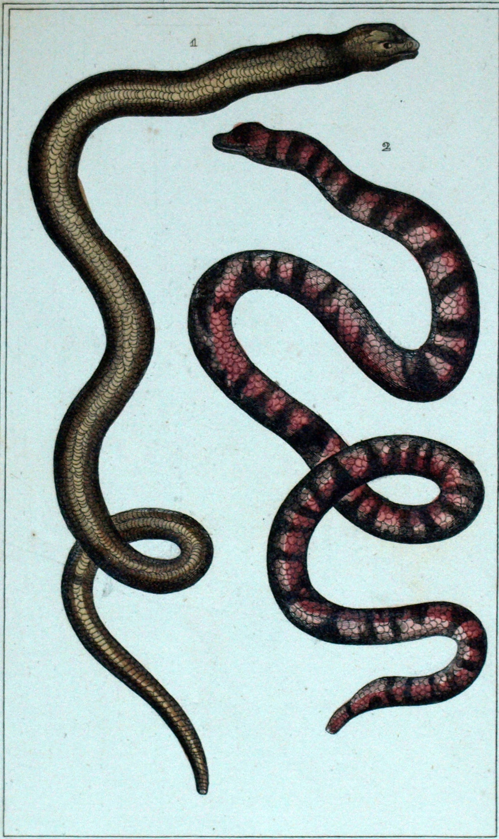 L Orvet Et Serpent Des Bles Gravure Estampe Originale 19eme Siecle Ebay