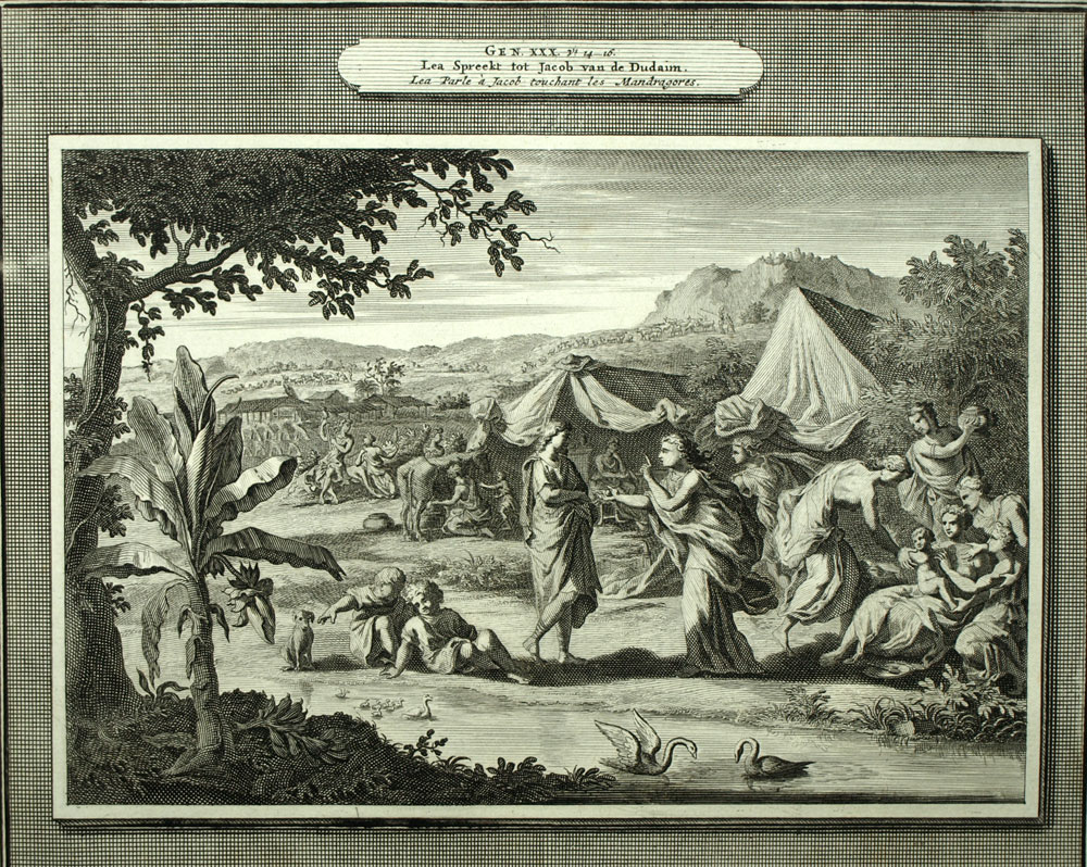 LEA, JACOB et MANDRAGORES , FUITE DE LABAN Gravure planche de la Bible 1700 
