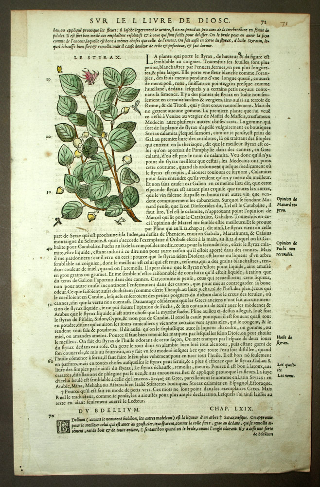 LE STYRAX, plante arbre à fleur parfumerie, gravure originale 1572 botanique LE STYRAX, plante arbre à fleur parfumerie, gravure originale 1572 botanique