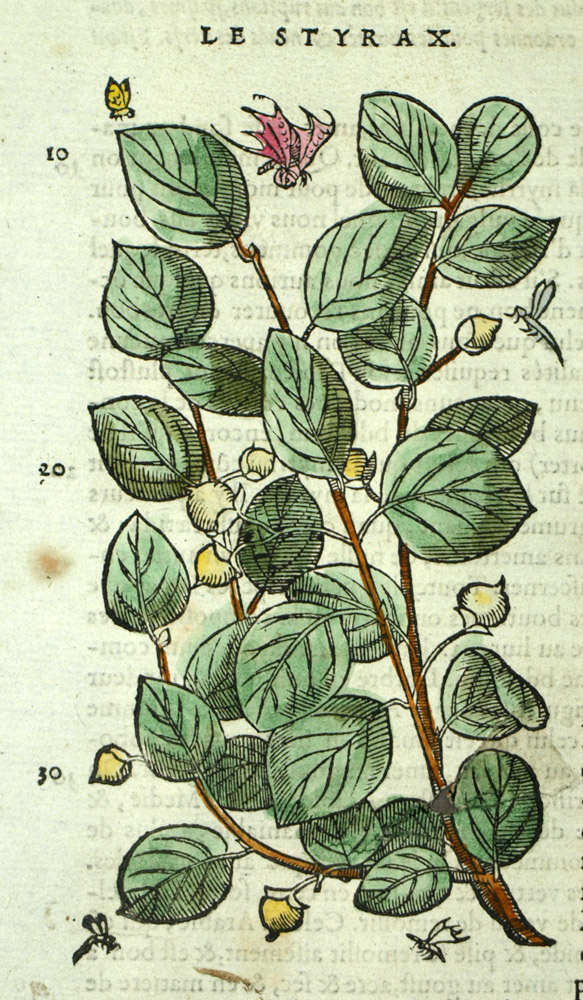 LE STYRAX, plante arbre à fleur parfumerie, gravure originale 1572 botanique LE STYRAX, plante arbre à fleur parfumerie, gravure originale 1572 botanique