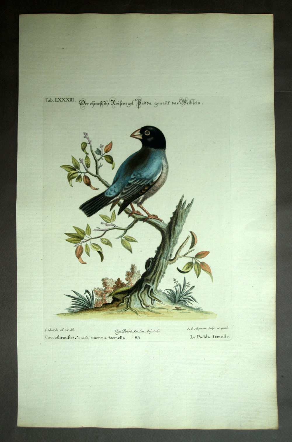 Gravure oiseau LE PADA DE JAVA ou CALFAT ou LONCHURA ORYZIVORA Michel Seligmann Gravure oiseau LE PADA DE JAVA ou CALFAT ou LONCHURA ORYZIVORA Michel Seligmann