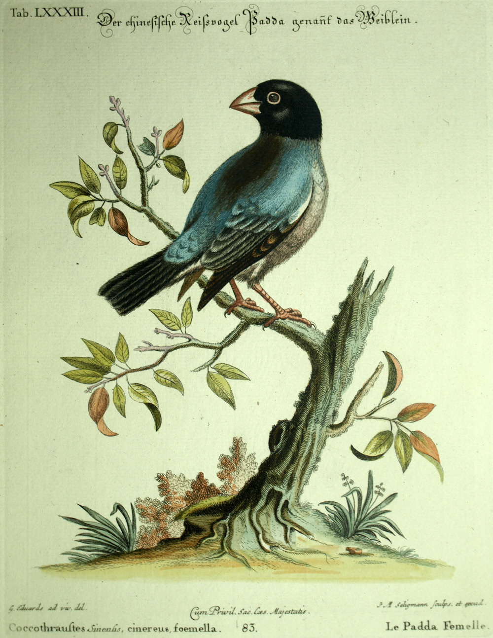 Gravure oiseau LE PADA DE JAVA ou CALFAT ou LONCHURA ORYZIVORA Michel Seligmann Gravure oiseau LE PADA DE JAVA ou CALFAT ou LONCHURA ORYZIVORA Michel Seligmann