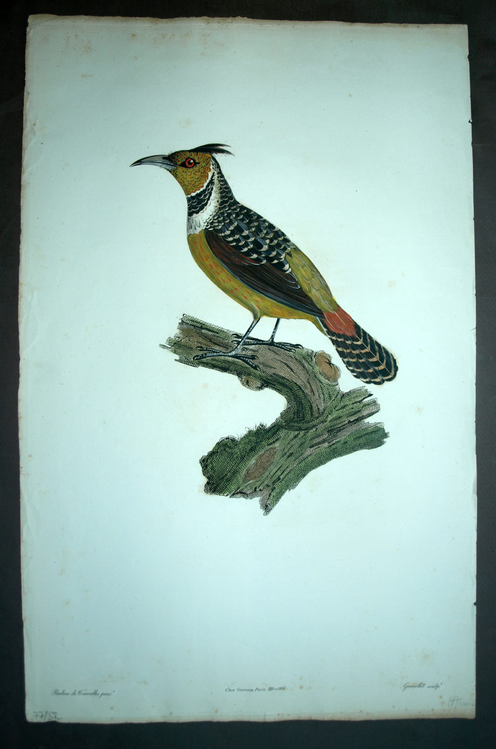LE GUEPIER, OISEAU EXOTIQUE Histoire naturelle des Tangaras, des Manikins 1805 