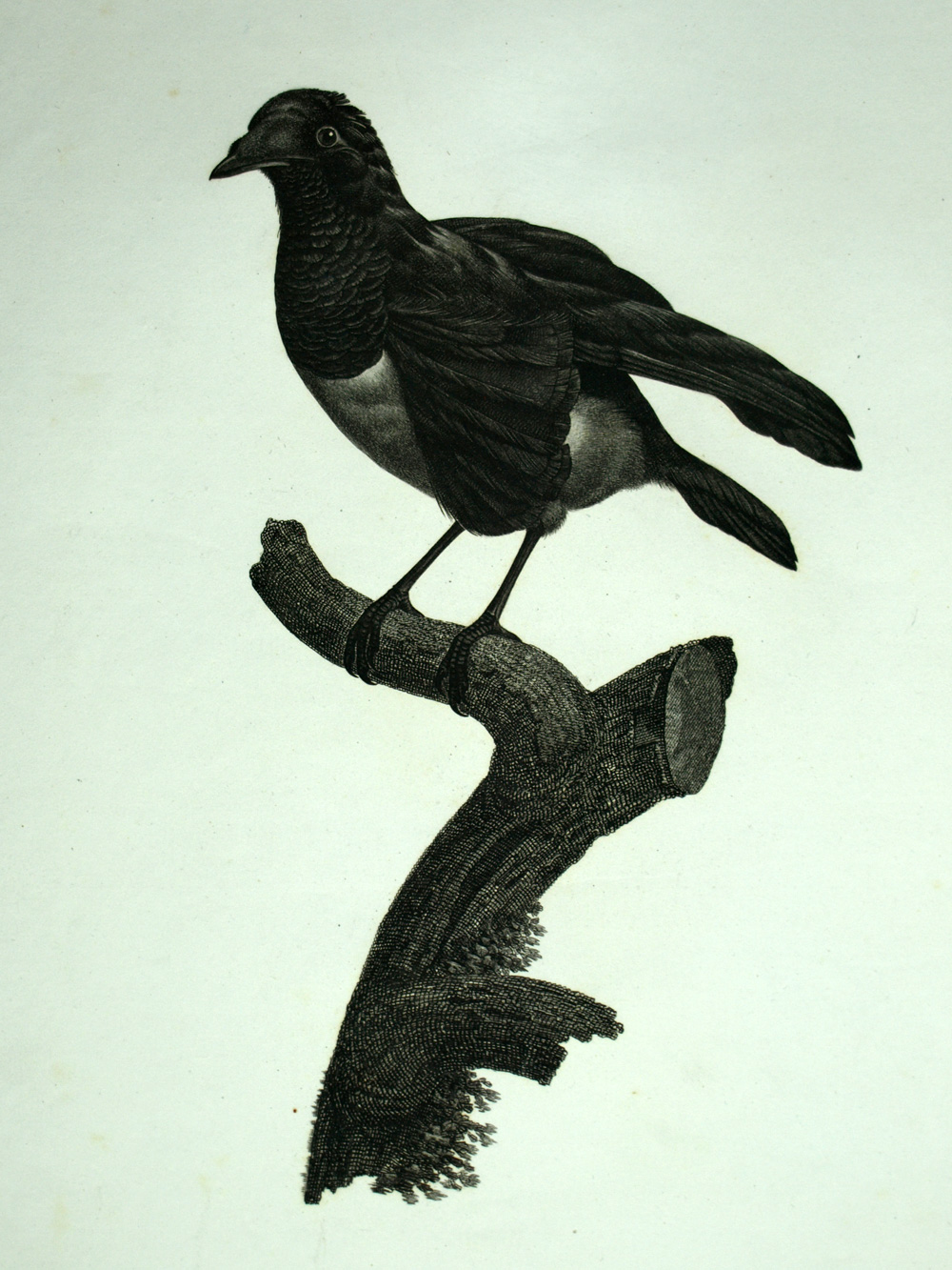 MANUCODE oder BLACK PARADISIER Gravur BIRD OF BARRABAND THE VAILLANT 