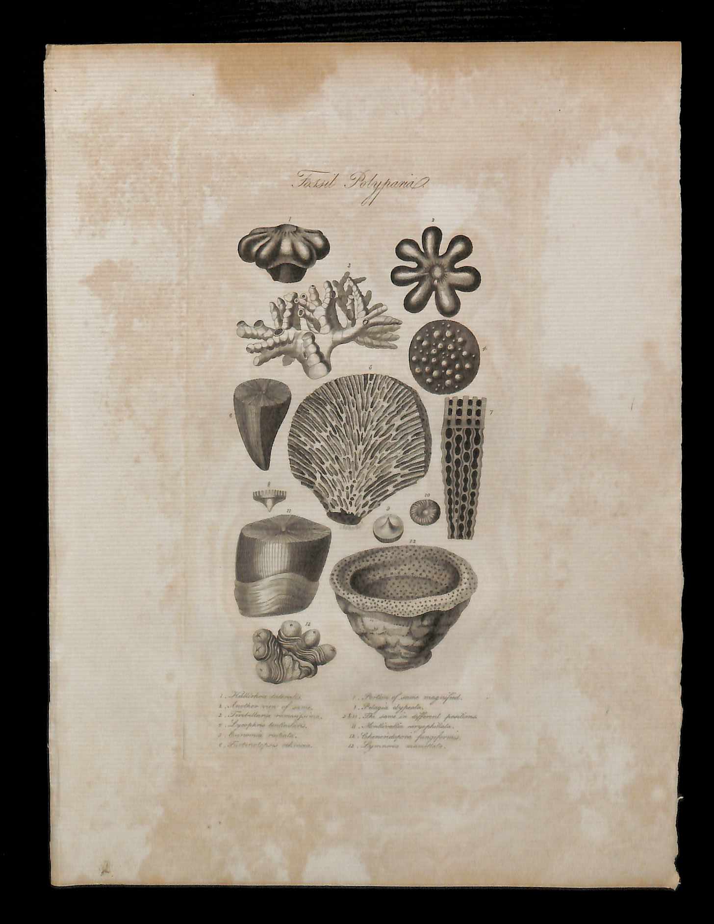 Fossile de CORAIL DE MER CORAUX gravure estampe tirée des oeuvres de Cuvier 1829 