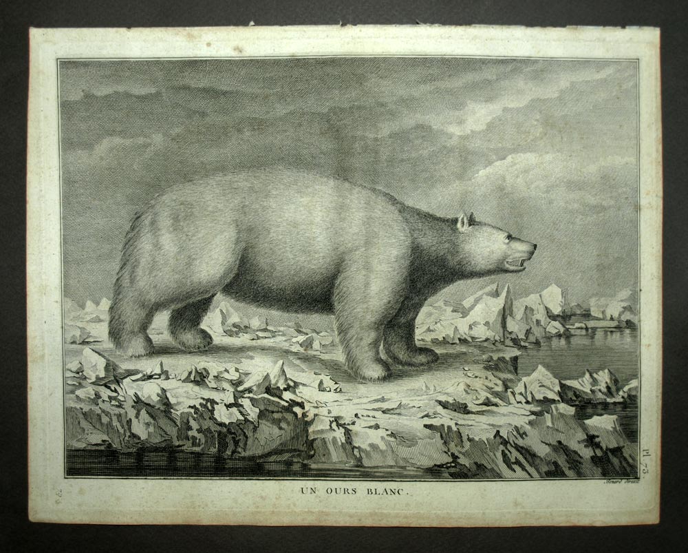 A white bear engraving print illustration from the trip of James Cook 1774 