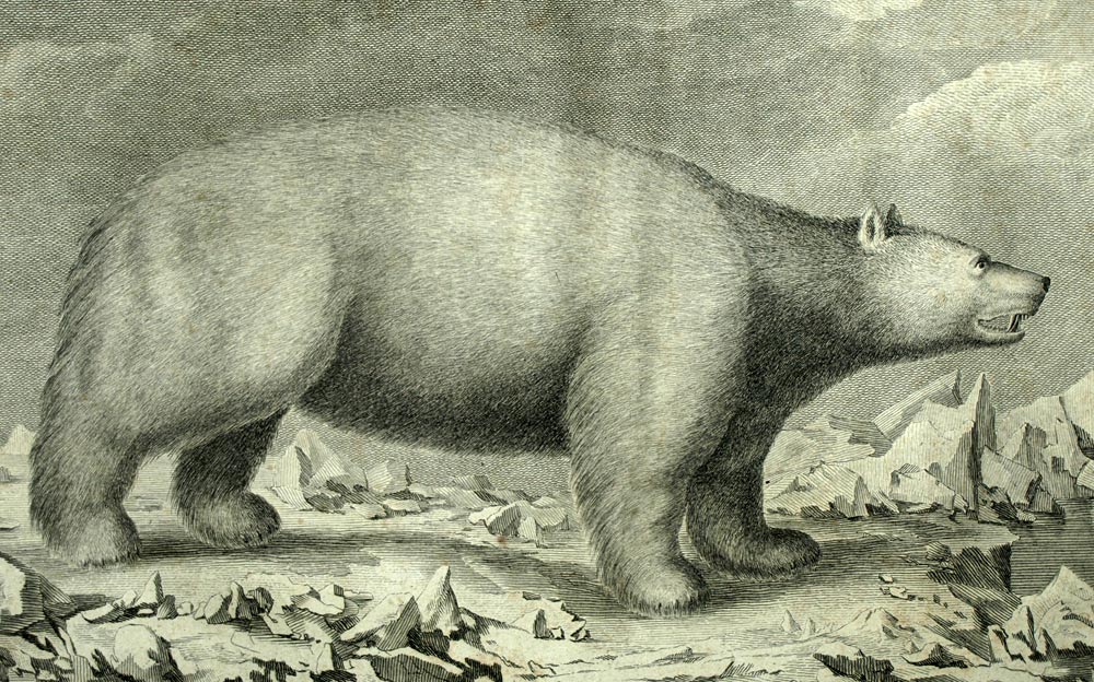 A white bear engraving print illustration from the trip of James Cook 1774 