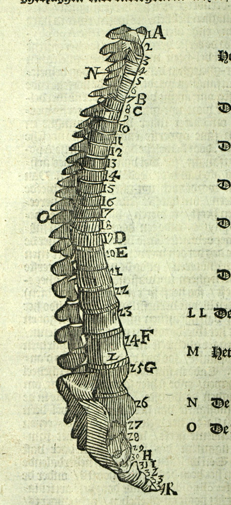 Gravure tir&eacute;e de PAR&Eacute; Ambroise ANATOMIE OS DU DOS, VERTEBRES, COLONNE VERT&Eacute;BRALE 