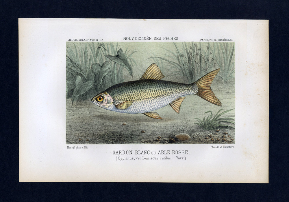 grabado litografía Grabar Fish Ilustration le Gardon Common 1868 grabado litografía Grabar Fish Ilustration le Gardon Common 1868