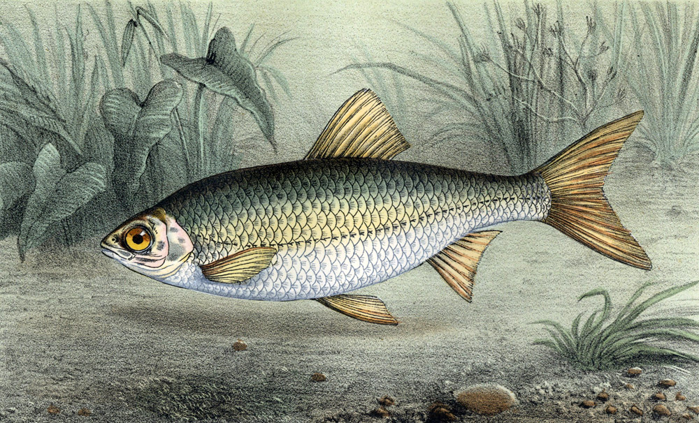 grabado litografía Grabar Fish Ilustration le Gardon Common 1868 grabado litografía Grabar Fish Ilustration le Gardon Common 1868