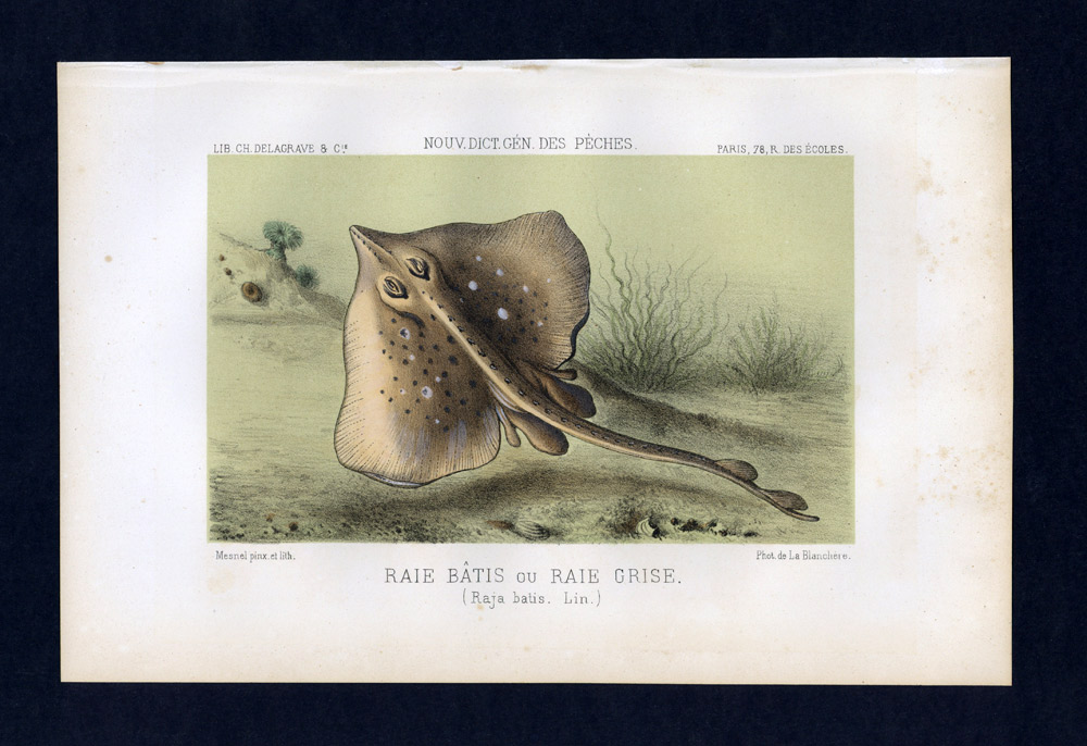 Print engraving lithography Fish Illustration La Raie Le Pocheteau Gris 