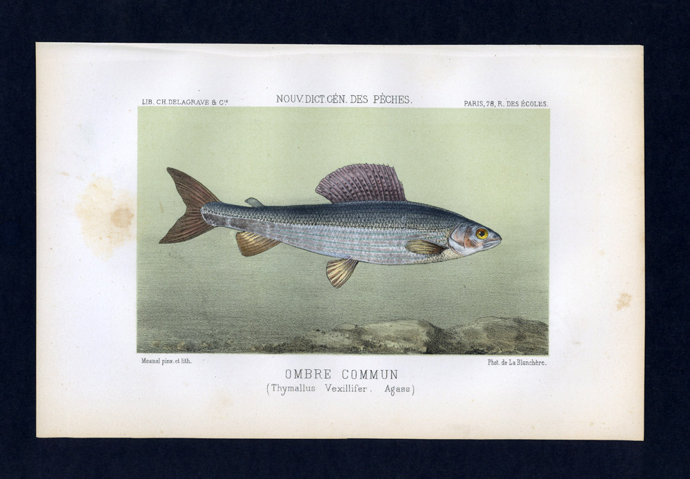 grabado Litografía Ilustración de peces La sombra común de 1868 