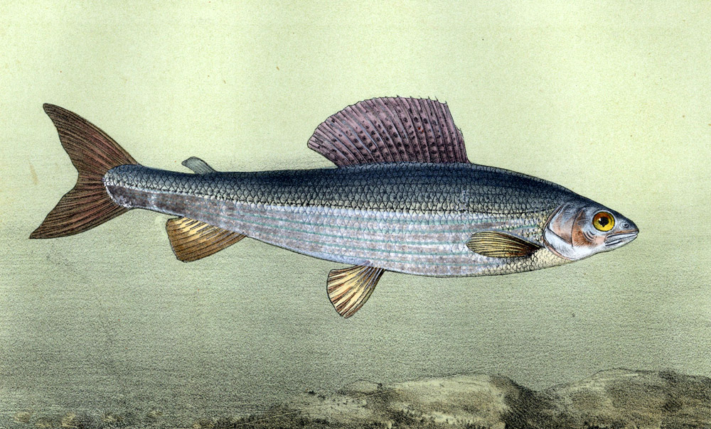 grabado Litografía Ilustración de peces La sombra común de 1868 