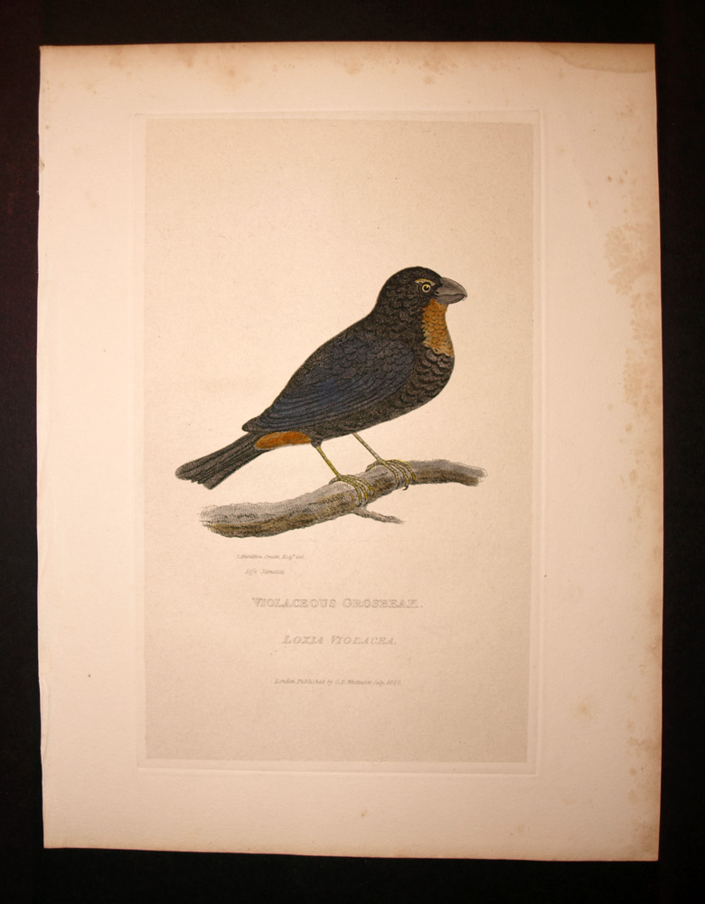 Oiseau le bouvreuil antillais Loxigilla violacea Gravure estampe de Cuvier 1829 