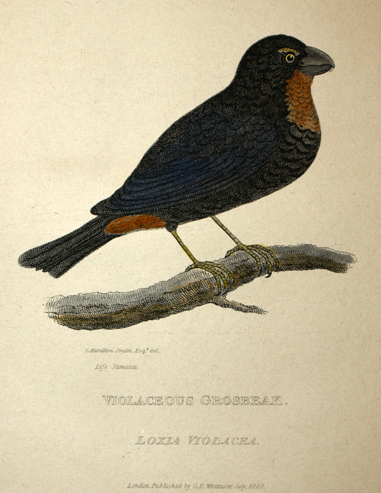 Oiseau le bouvreuil antillais Loxigilla violacea Gravure estampe de Cuvier 1829 