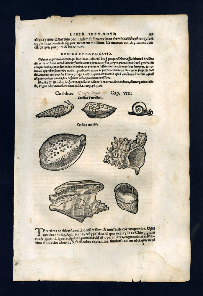 engraving Stamp Illustration Plant Fruit Shell La Conche, Porcelain 