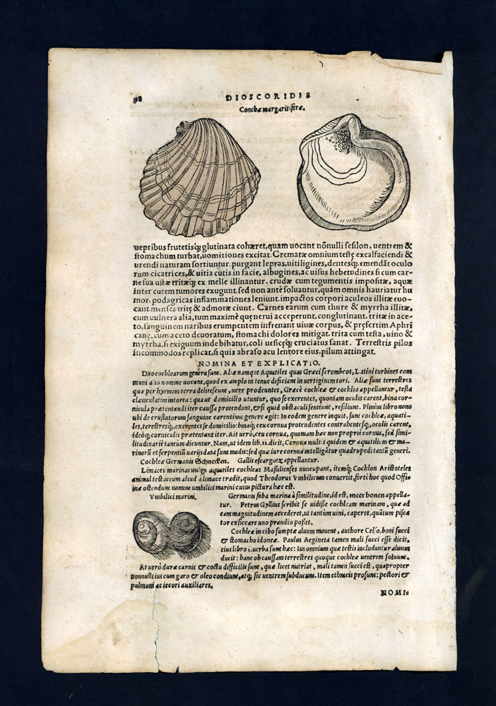 engraving Stamp Illustration Plant Fruit Shell La Conche, Porcelain 