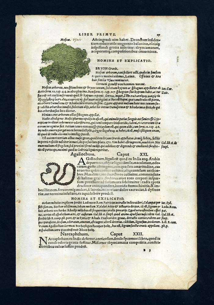 engraving Illustration print 1543 Usnée Lichen, Calambac or Oud wood engraving Illustration print 1543 Usnée Lichen, Calambac or Oud wood
