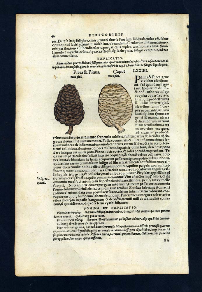 Grabado Impresión de ilustración antiguo de 1543 El pan de manzana y abeto 