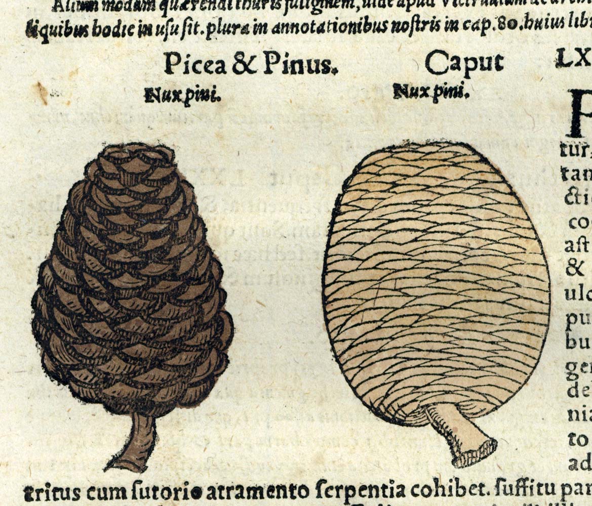Grabado Impresión de ilustración antiguo de 1543 El pan de manzana y abeto 