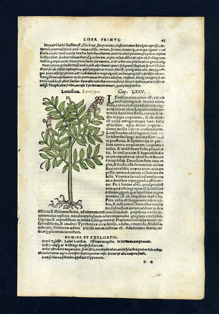 engraving Student Illustration of 1543 The Mastic Tree or Pistachio Lentisque 