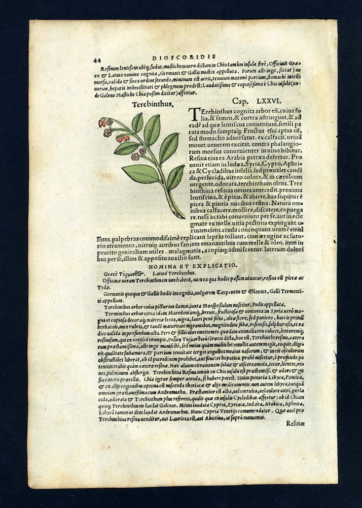 engraving Student Illustration of 1543 The Mastic Tree or Pistachio Lentisque 