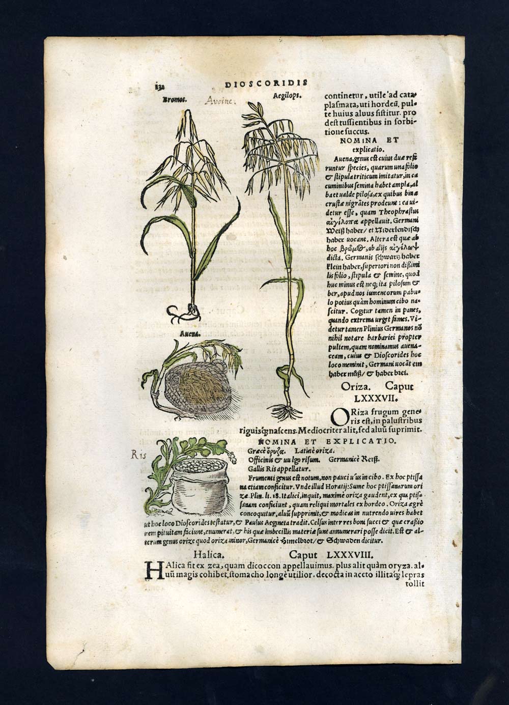 engraving Different grasses illustration stamp, oats, rice, rye 