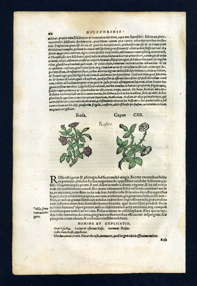 Gravure estampe illustration plante bois botanique LA ROSE et ROSIER, L’ÉBÈNE Gravure estampe illustration plante bois botanique LA ROSE et ROSIER, L’ÉBÈNE