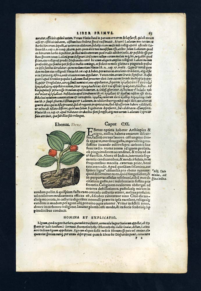 Gravure estampe illustration plante bois botanique LA ROSE et ROSIER, L’ÉBÈNE Gravure estampe illustration plante bois botanique LA ROSE et ROSIER, L’ÉBÈNE