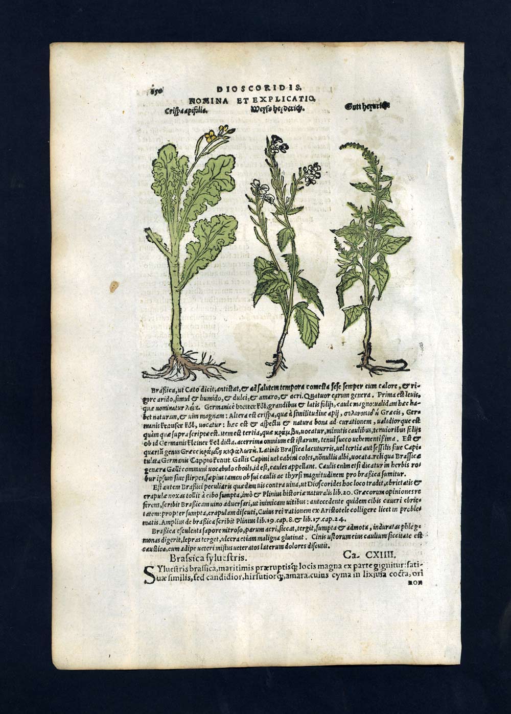 engraving illustration print PLANT THE DIFFERENT BRASSICA or WILD CABBAGE engraving illustration print PLANT THE DIFFERENT BRASSICA or WILD CABBAGE