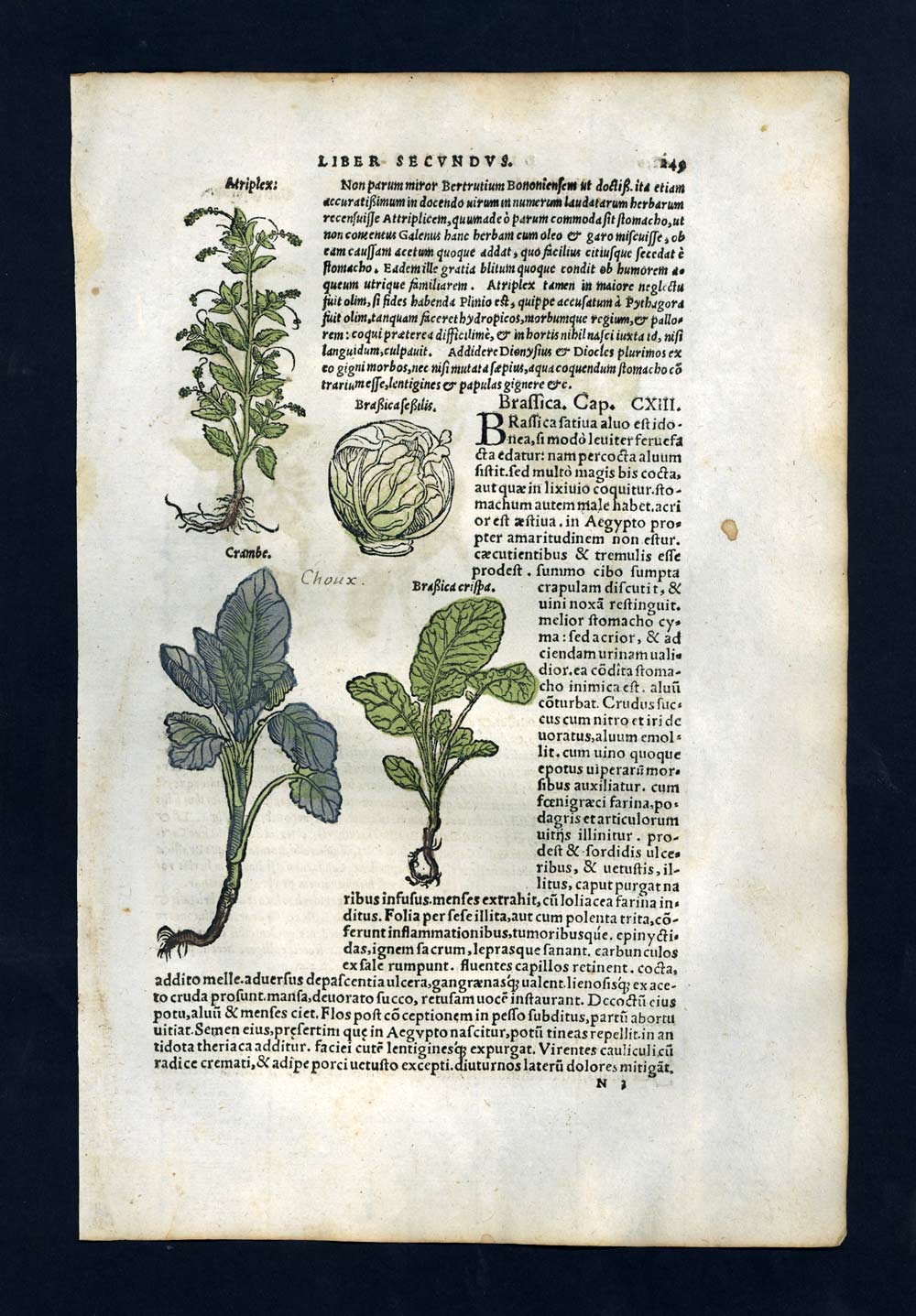 engraving illustration print PLANT THE DIFFERENT BRASSICA or WILD CABBAGE engraving illustration print PLANT THE DIFFERENT BRASSICA or WILD CABBAGE
