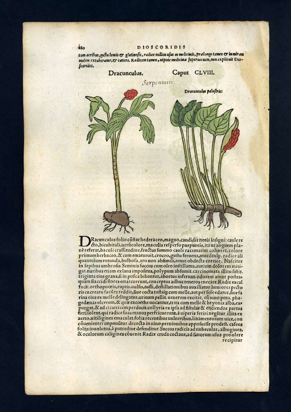 Gravure estampe ancienne Botanique plante DRACUNCULUS VULGARIS, PAIN DE POURCEAU 