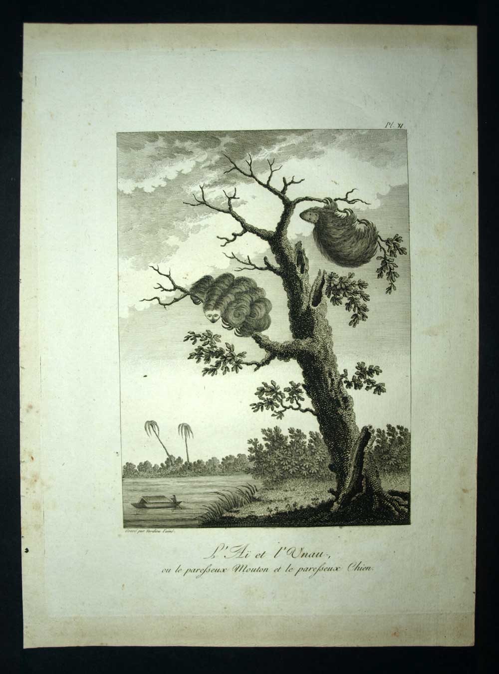 THE SLOTH THE AI and THE UNAU IN SURINAME, DUTCH GUYANA travel engraving 1798 