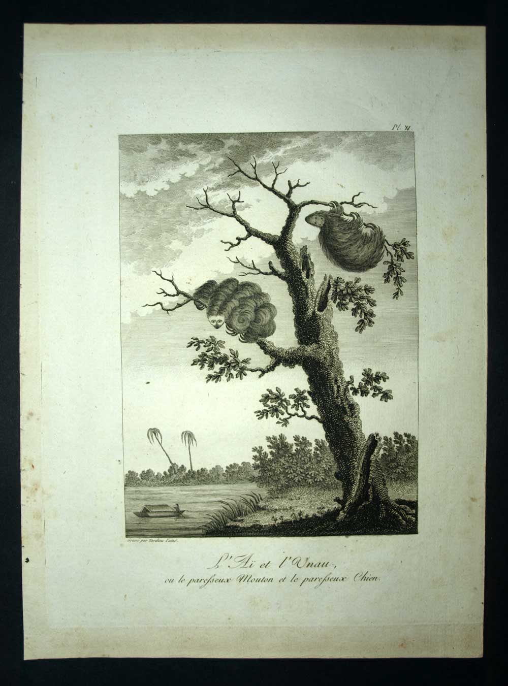 LE PARESSEUX L'AI et L'UNAU AU SURINAME, GUYANE HOLLANDAISE gravure voyage 1798 LE PARESSEUX L'AI et L'UNAU AU SURINAME, GUYANE HOLLANDAISE gravure voyage 1798