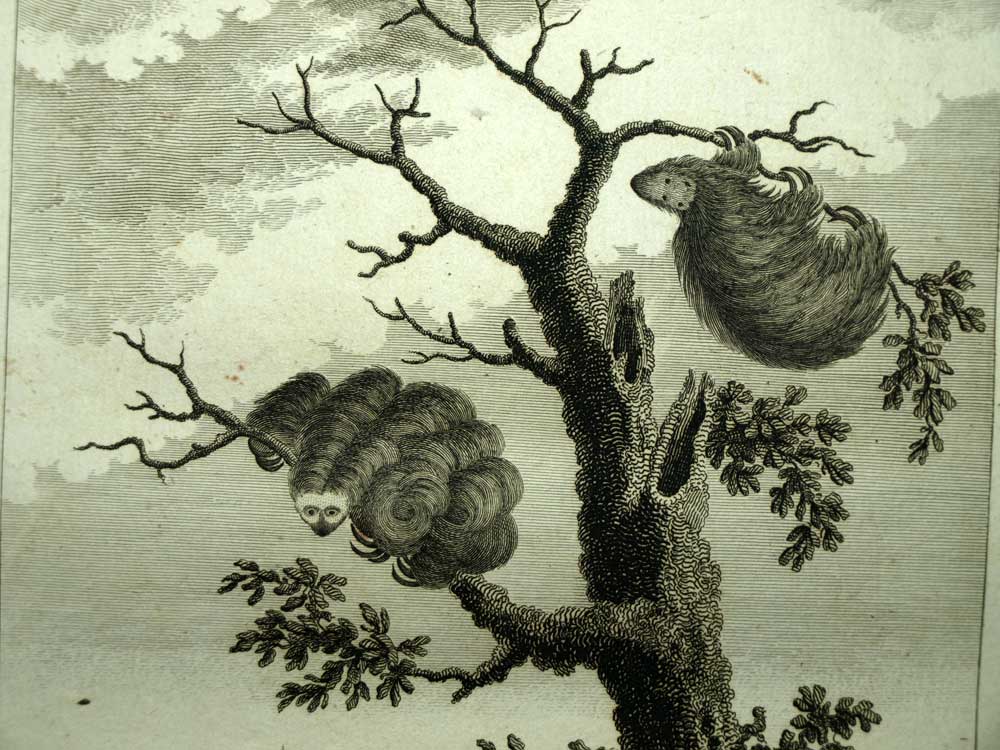 LE PARESSEUX L'AI et L'UNAU AU SURINAME, GUYANE HOLLANDAISE gravure voyage 1798 LE PARESSEUX L'AI et L'UNAU AU SURINAME, GUYANE HOLLANDAISE gravure voyage 1798