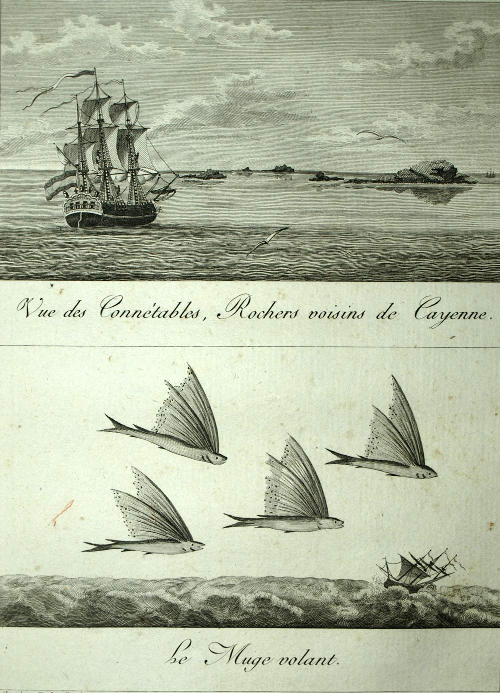 THE FLYING FISH EXOCET SURINAME, DUTCH GUYANA travel engraving 1798 