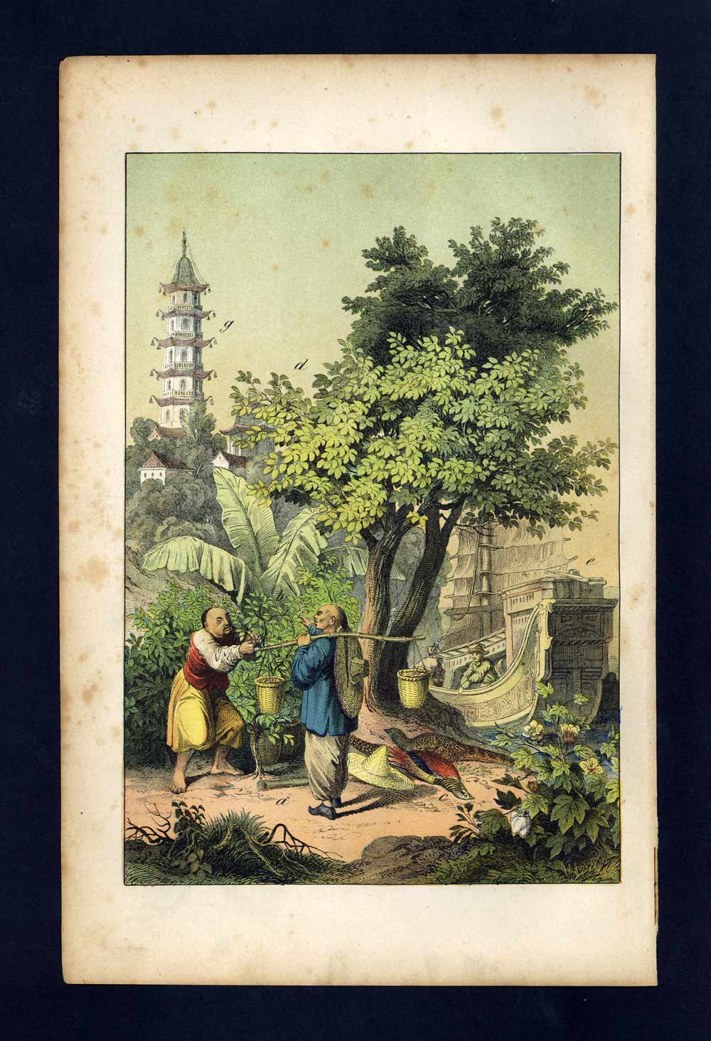 LA CHINE, FAISAN DORÉ, JONQUE, ARBRE A THÉ gravure Histoire naturelle 1880 