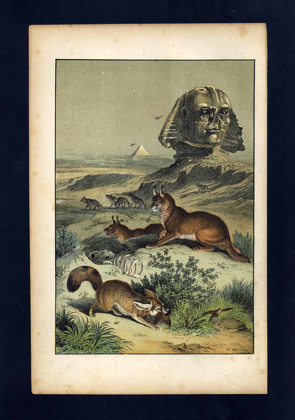 信州まなぶ ポスター Caracal Artwork Egypt, The Fox Of Desert, Lynx Caracal, Sphinx engraving