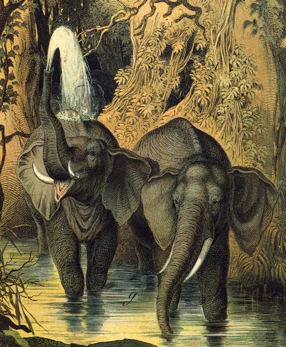 SUDAN, ELEPHANTS OF AFRICA engraving print illustration from 1880 