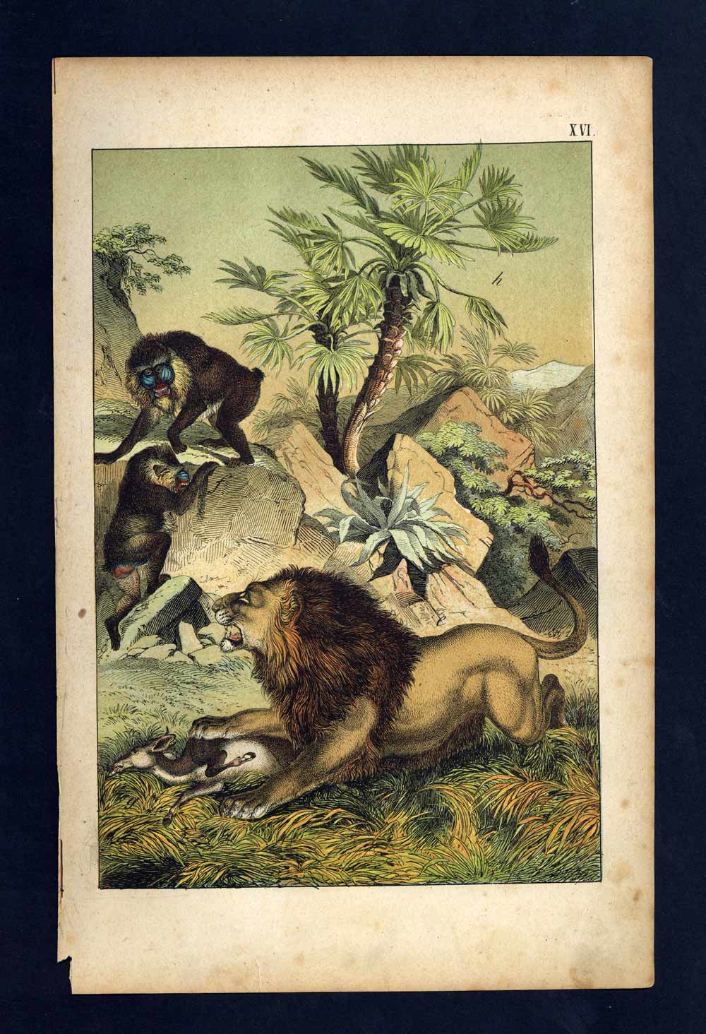 THE MANDRILL, THE LION, DWARF PALM TREE engraving print illustration from 1880 