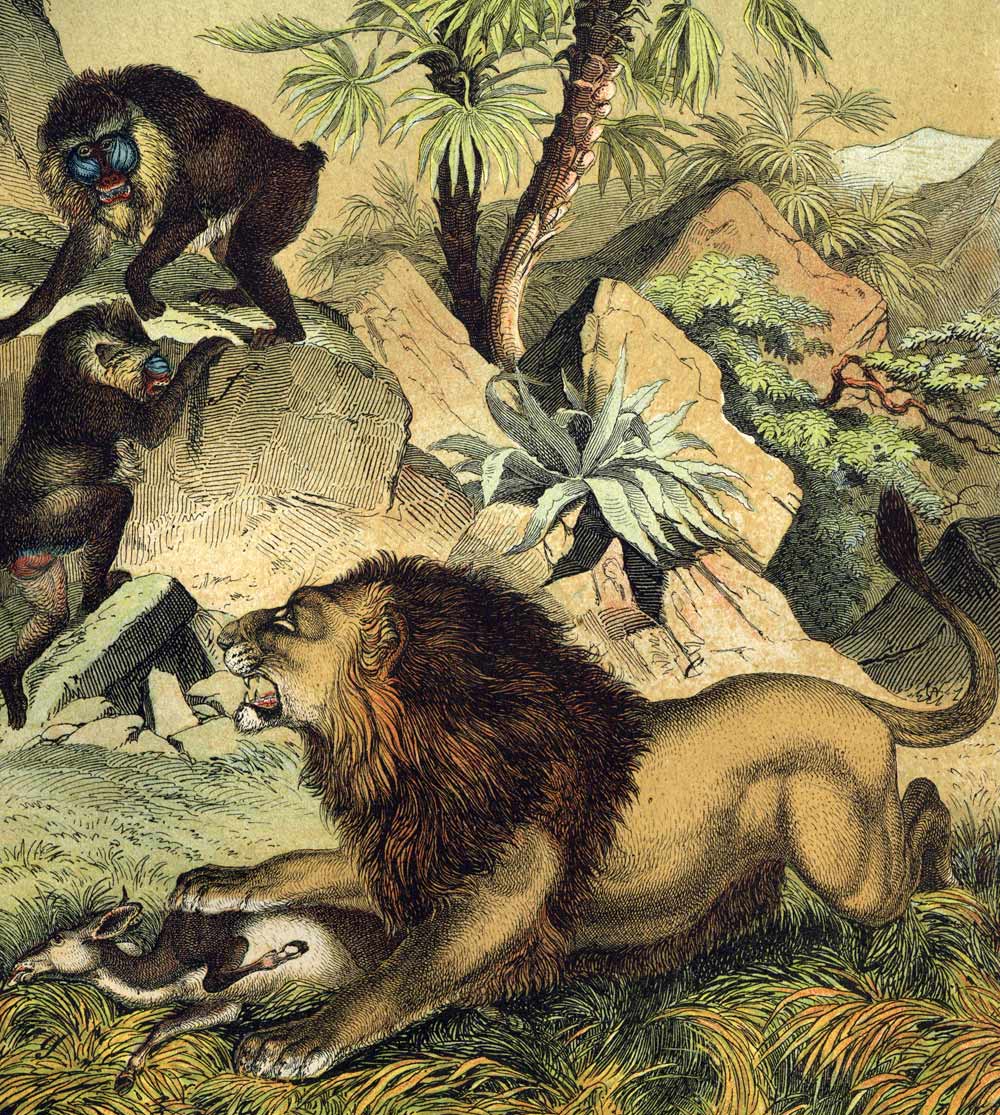THE MANDRILL, THE LION, DWARF PALM TREE engraving print illustration from 1880 