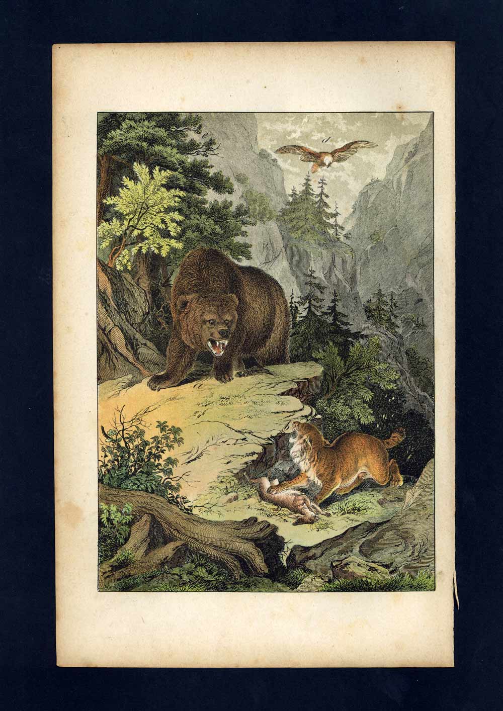 CANADA, ROCKY GRAY BEAR, LYNX engraving illustration from 1880 