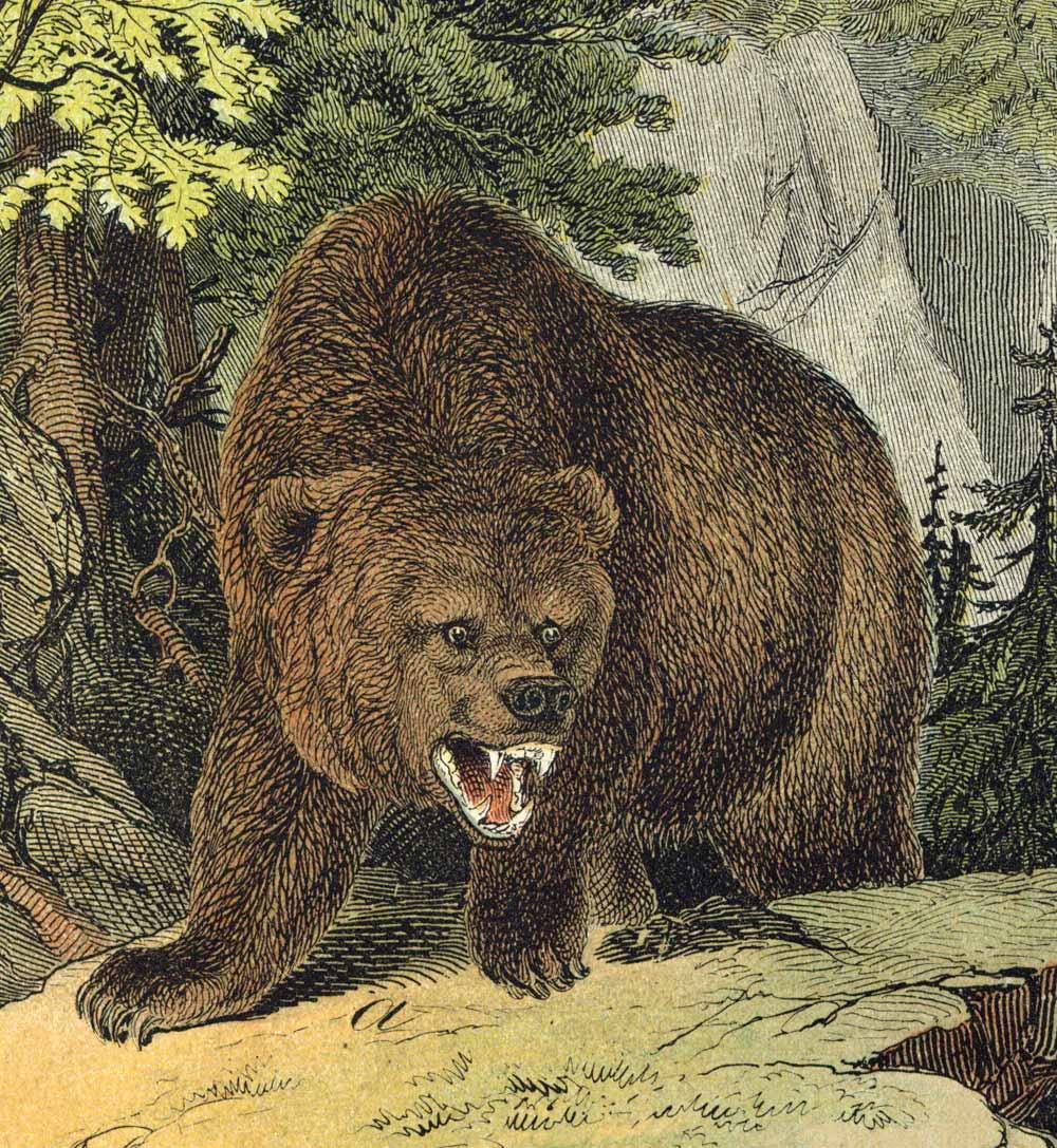 CANADA, ROCKY GRAY BEAR, LYNX engraving illustration from 1880 