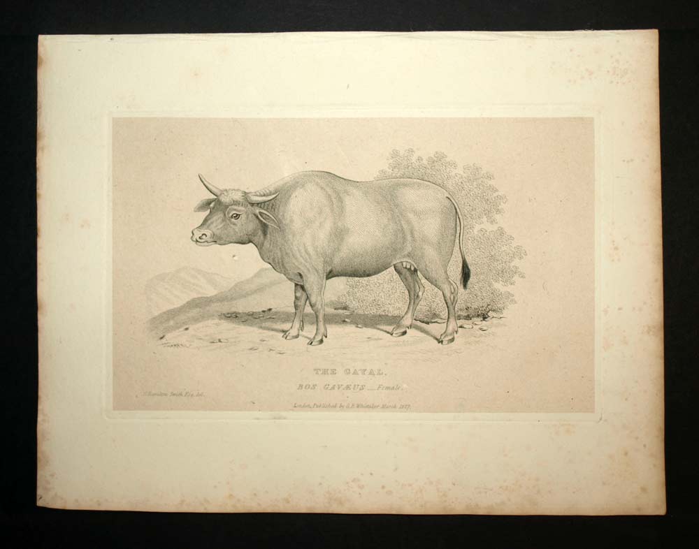 BOS FRONTALIS, LE GAYAL, GAUR, SELADANG, MITHAN Gravure estampe de Cuvier 1829 