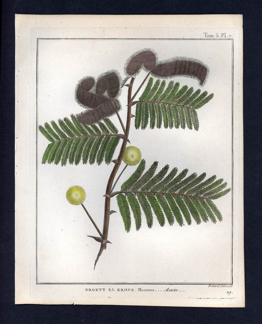 L'ACACIA MIMOSA gravure estampe illustration originale de botanique plante 1792 