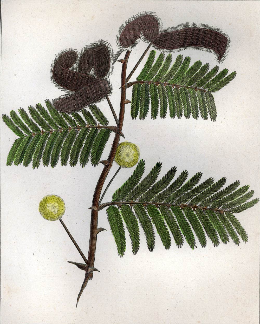 L'ACACIA MIMOSA gravure estampe illustration originale de botanique plante 1792 
