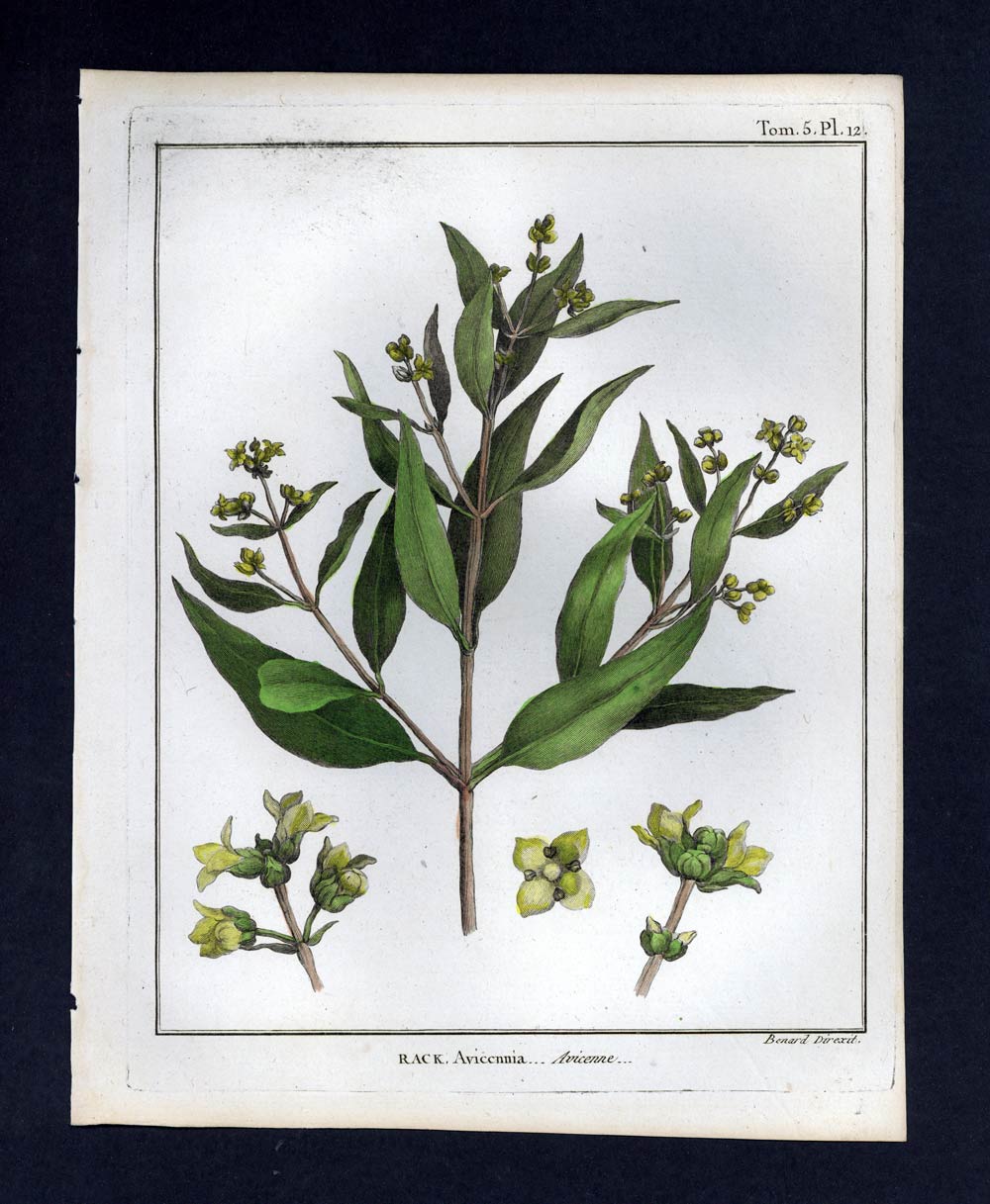 ABUTILON D'AVICENNE engraving print original illustration of botanical plant 